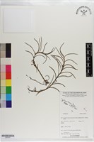 藏品()的圖片