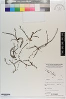 藏品()的圖片