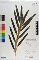 藏品()的圖片