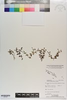 藏品(定經草)的圖片