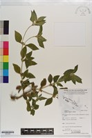 藏品(南美蟛蜞菊)的圖片