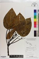 藏品(蓮葉桐)的圖片