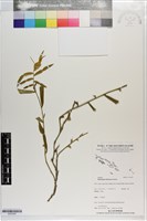 藏品(假柚葉藤、瑕柚葉藤)的圖片