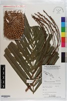 藏品(黃椰子)的圖片