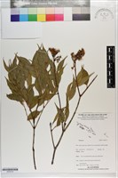 藏品()的圖片