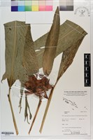 藏品()的圖片