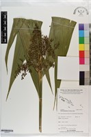 藏品(棕葉狗尾草)的圖片