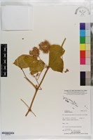 藏品(毛西番蓮)的圖片