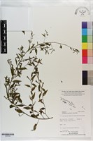 藏品(細葉水丁香)的圖片