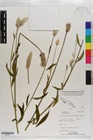 藏品(青葙)的圖片