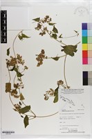 藏品(小花蔓澤蘭)的圖片