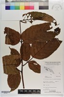 藏品(火筒樹)的圖片