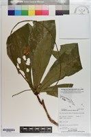 藏品(水茄苳、穗花棋盤腳樹)的圖片