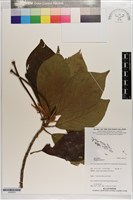 藏品(鈍頭緬梔)的圖片