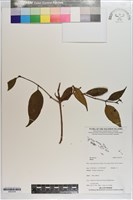 藏品()的圖片