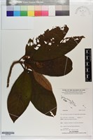 藏品()的圖片