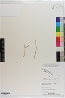 藏品()的圖片