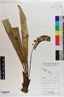 藏品()的圖片