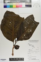 藏品(檄樹、諾麗果)的圖片