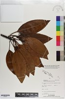 藏品(水筆仔)的圖片