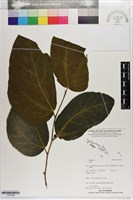 藏品()的圖片