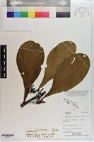 藏品(草海桐、水草)的圖片