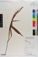 藏品()的圖片