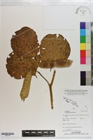 藏品(濱刀豆)的圖片