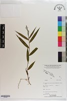藏品()的圖片