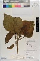 藏品()的圖片