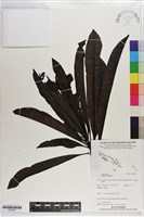 藏品(海檬果)的圖片