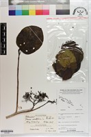 藏品(臭娘子)的圖片