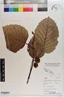 藏品()的圖片