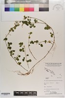 藏品()的圖片