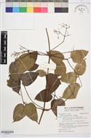 藏品(小蓑衣藤)的圖片