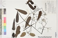 藏品(柱果鐵線蓮)的圖片