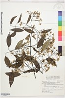 藏品(柱果鐵線蓮)的圖片