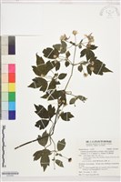 藏品(巴氏鐵線蓮)的圖片