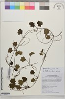 藏品(匍枝筋骨草)的圖片