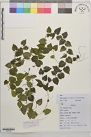 藏品(麻根)的圖片