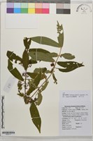 藏品(狹菜紅紫珠)的圖片