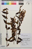 藏品(廬山香科)的圖片