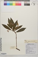藏品(大葉紫金牛)的圖片
