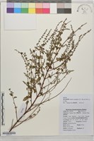 藏品()的圖片