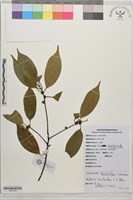藏品(團花新木姜子)的圖片