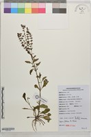 藏品(節毛鼠尾草、賴斷頭草)的圖片