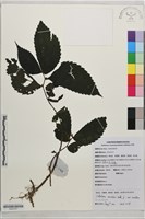 藏品(托葉樓梯草)的圖片