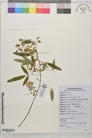 藏品(滇杭子梢)的圖片