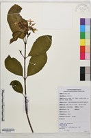藏品(海南香花藤)的圖片