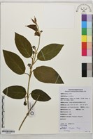 藏品(四川牛奶菜)的圖片